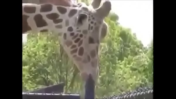 Girafa obesa
