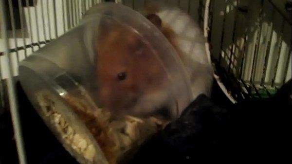 Hamster potno