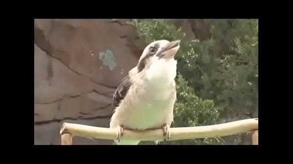 Video passarinho cantando