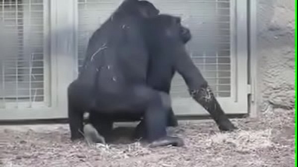 Anal Con Gorilas - Gorila - Xvideos Buceta