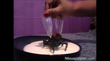 Insect milk
